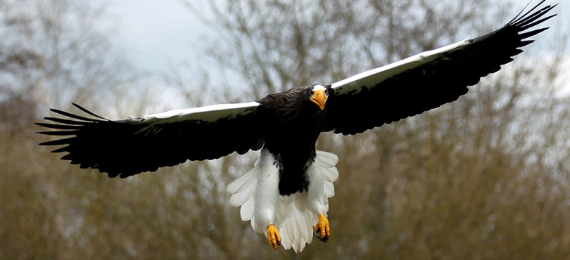 palm beach southern atmosphere opt