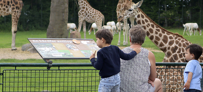 palmestrand sydlandsk stemning opt