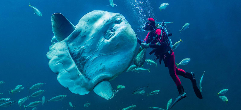 palmestrand sydlandsk stemning opt